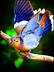 What a Beautiful Bird!