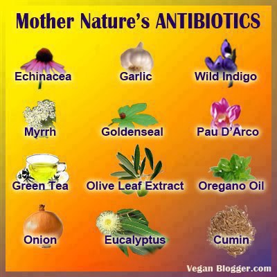 Mother Nature&#039;s Antibiotics