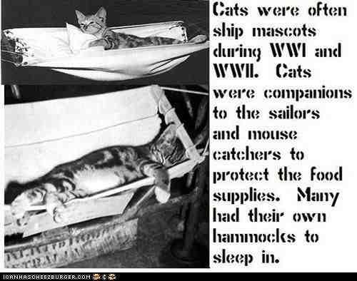 Cats in WWI and WWII