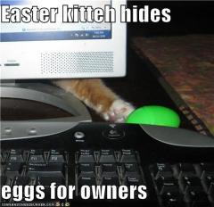 Easter Kitteh hides eggs for owners