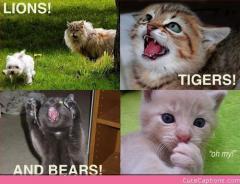 Lions Tigers and Bears Oh My :)