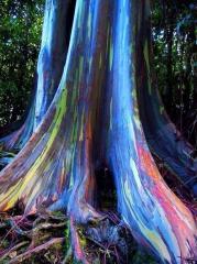 Rainbow Eucalyptus Tree on Hawaii