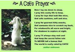 Cat prayer