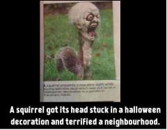 Squirrel With a Skeleton Head