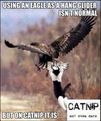 Using an eagle for a hang glider isnt normal unless you are on catnip