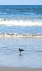 Crow Wading In the Surf