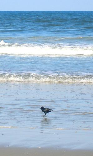 Crow Wading In the Surf