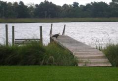 A Eagle on My Dock