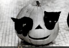 Halloween Kitties in a Pumpkin