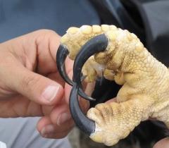 Size of an Eagles Claw