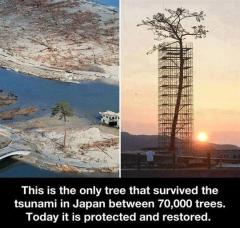 Tree that survived Japans Tsunami