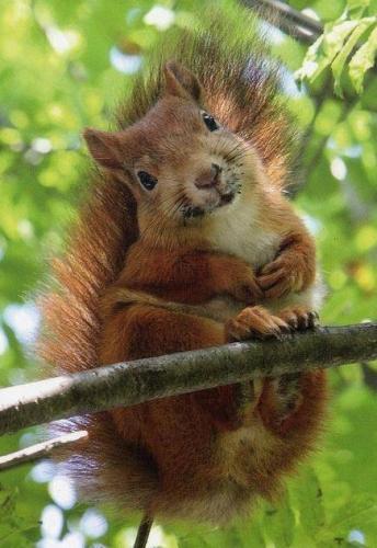 Such a cute Squirrel