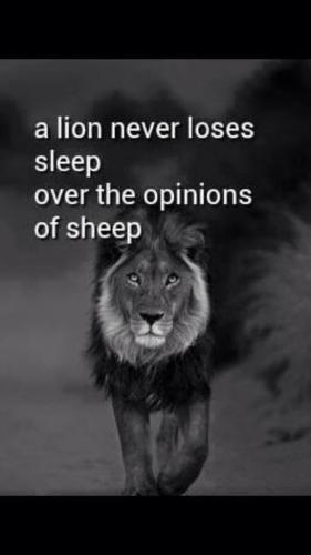 A lion never loses sleep over the opinion of sheep