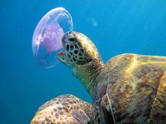 Turtle eating jellyfish