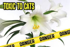 Easter Lillies are toxic to cats