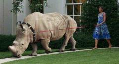 Have you ever seen a cow walking a RINO