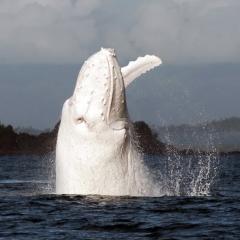 Migaloo - One of a kind albino humpback whale