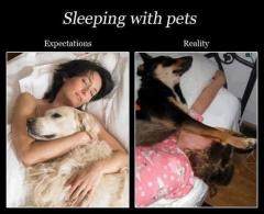 the reality of sleeping with our dogs