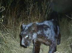Black panther caught on game camera in Clay County 2014