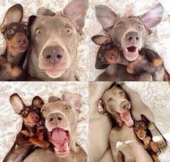 Dog selfies with BAE be like