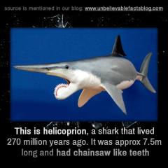helicoprion shark
