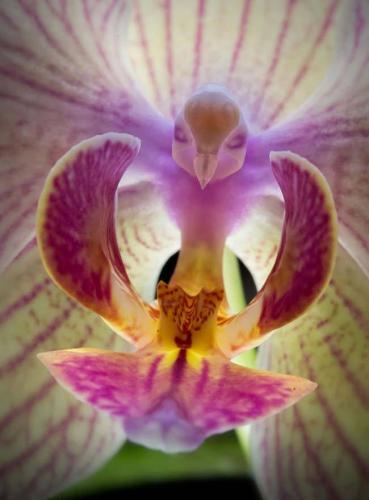beautiful orchid looks like a humming bird