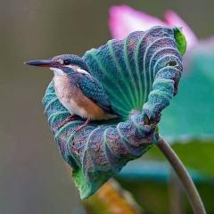 Kingfisher in a beautiful flower