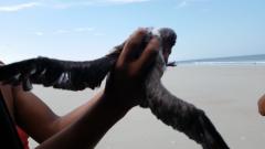 Beach bird rescue 2