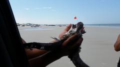 Beach bird rescue