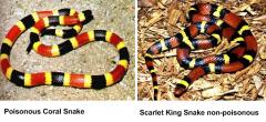 Coral Snake VS Scarlet King Snake Florida