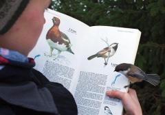 Picture of a bird landing on a page of a book about its own kind