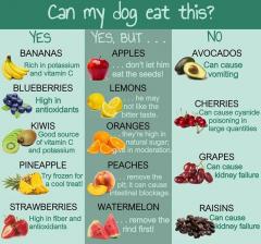 Can my dog eat this food