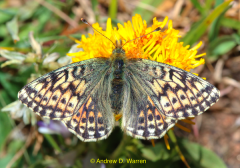 Boloria Alaskensis Halli Butterfly is found only in Wyoming Wind River Mountains