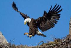 American Eagle Landing