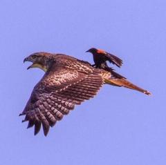 Bird catching a ride on a hawk