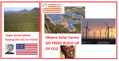 Virgin Forest Plants feeding on CO2 vs Obama Solar Farms