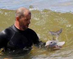 Cute picture of the day award goes to - BABY DOLPHIN LEARNING TO SURF