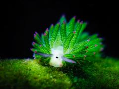 The leaf sea slug can photosynthesize
