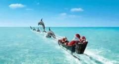 santa comes to hawaii has dolphins not reindeer