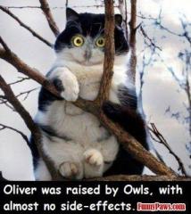cat raised by owls side effects