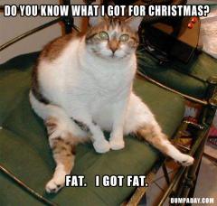 cat got fat for christmas