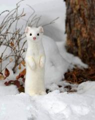 Cute white animal in the snow