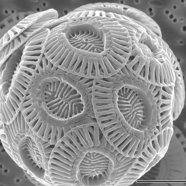 Chalk Under a Microscope