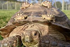 tortoise back ride