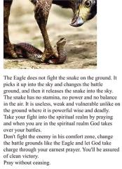 The eagle does not fight the snake on the ground