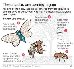 The cicadas are coming