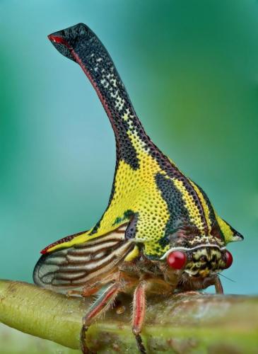 Umbonia Spinosa insect