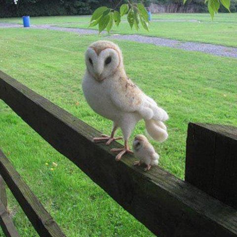 Owl and Owlette
