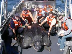 leatherback accidentally caught and released in the pacific