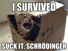 schrodingers cat survived